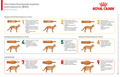 Шкала BCS для кошек